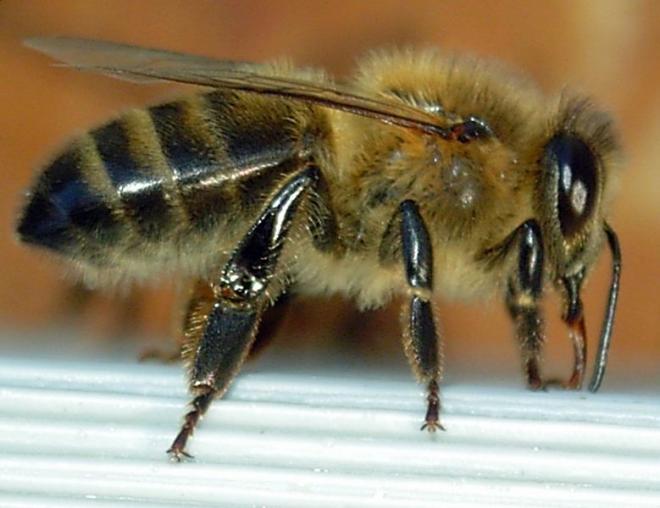 abeille-2.jpg
